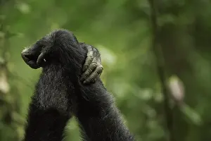 Catarrhini: Two Chimpanzees (Pan troglodytes) groom one another