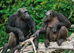 Catarrhini: Chimpanzees (Pan troglodytes) on mangrove branch