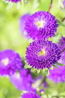 Focus: China Aster, Callistephus chinensis Bonita, flowers