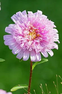 Princess: China Aster, Callistephus chinensis Super Princess