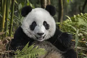Chengdu: China, Chengdu, Chengdu Panda Base. Portrait of