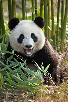 Bamboo: China. Close-up of young giant panda bear. ic Jim Zuckerman