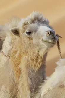 Bactrian: China, Gansu Province, Badanjilin Desert