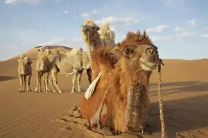 Rope: China, Inner Mongolia, Badain Jaran Desert