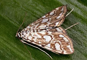 Nymphula: China Mark Moth - adult