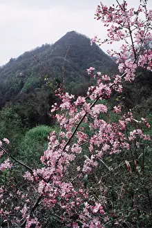 Rungnapa Sasitorn: China, Qinling Mountains - Spring blossom in Giant