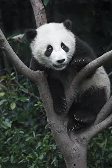 Goff: China, Sichuan Province, Chengdu, Chengdu Research