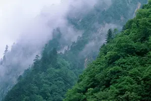 Sichuan: China - Sichuan Province Wolong Reserve. Habitat