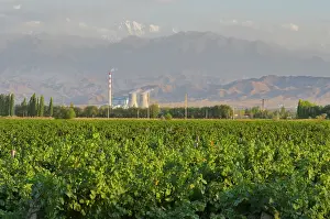 Sales: China, Xinjiang Uyghur, Fukang. Citic Guoan