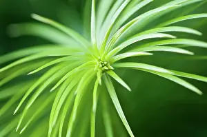 Lanceolata: ChinaFir