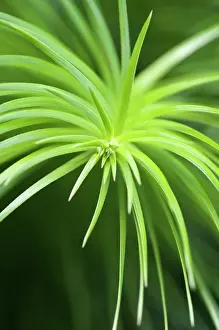Bold: ChinaFir