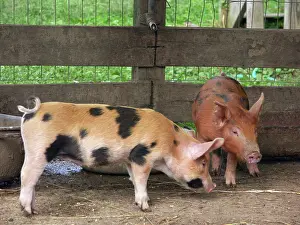 Scrofa: Chinapoll-Tamworth Piglets