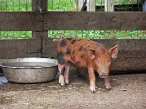 Scrofa: Chinapoll-Tamworth Piglets