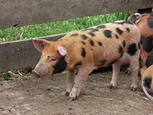 Scrofa: Chinapoll-Tamworth Piglets