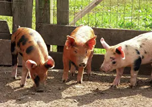 Scrofa: Chinapoll-Tamworth Piglets