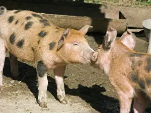 Scrofa: Chinapoll-Tamworth Piglets
