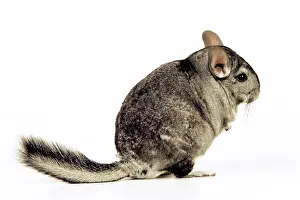 Chinchillas: Chinchilla