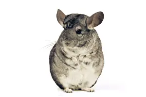 Chinchillas: Chinchilla