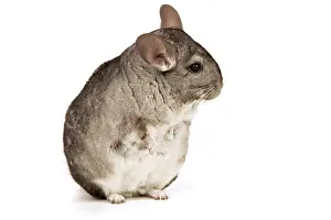 Chinchillas: Chinchilla