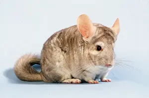 Chinchillas: CHINCHILLA