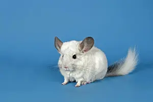 Chinchilla: Chinchilla