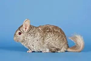 Chinchilla: Chinchilla