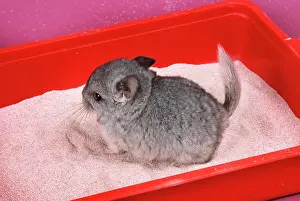 Tray: Chinchilla - baby in sand tray, bathing to help