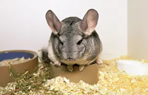 Chinchillas: CHINCHILLA - IN BOX, ON BOWL