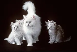 Chinchillas: Chinchilla CAT - with kittens