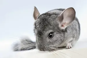 Chinchilla: Chinchilla (Chinchilla sp.), captive