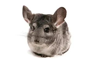 Chinchillas: Chinchilla (Chinchilla sp.), grey adult, sitting