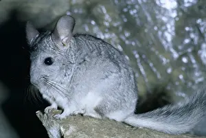 Chinchillas: CHINCHILLA - close-up