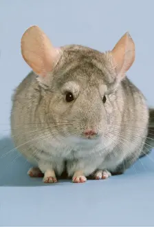 Chinchillas: CHINCHILLA - close-up of head