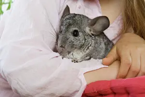 Cuddled: Chinchilla - being cuddled by girl
