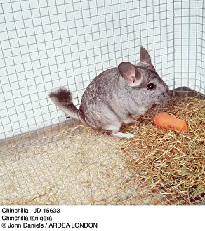 Chinchillas: CHINCHILLA - EATS CARROT