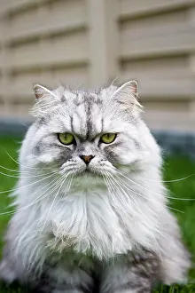 Chinchilla: Chinchilla-Persian cat