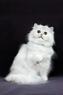 Chinchilla: CHINCHILLA PERSIAN CAT, ADULT WITH GREEN EYES