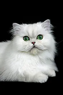 Chinchilla: CHINCHILLA PERSIAN CAT, ADULT WITH GREEN EYES