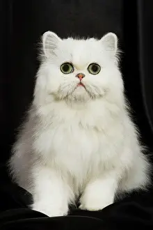 Worried: Chinchilla Persian Cat - kitten