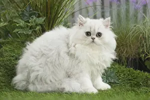 Chinchilla: chinchilla Persian Cat kitten