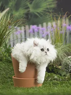 Flowerpots: chinchilla Persian Cat kitten