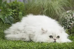 Chinchilla: chinchilla Persian Cat kitten