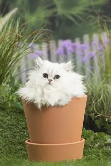 Pots: chinchilla Persian Cat kitten