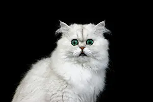 Chinchilla: Chinchilla Persian Domestic Cat against Black Background