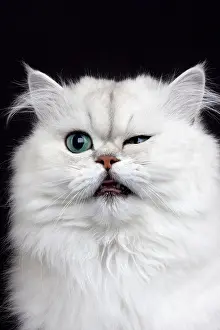 Facial: Chinchilla Persian Domestic Cat, Portrait of Adult