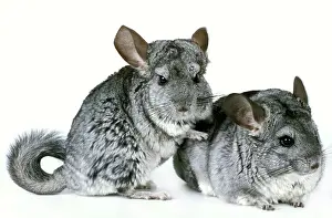 Chinchillas: Chinchilla - two in studio