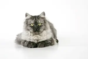Perisans: Chinchilla X Persian dark silver smoke Cat