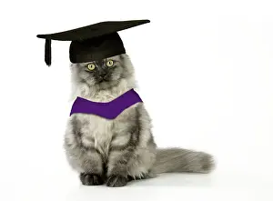 Boards: Chincilla X Persian - dark silver smoke Cat - in