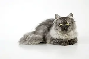 Chincilla: Chincilla X Persian - dark silver smoke Cat