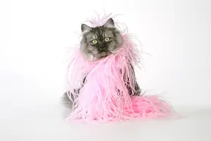 Chincilla: Chincilla X Persian dark silver smoke Cat - wearing boa